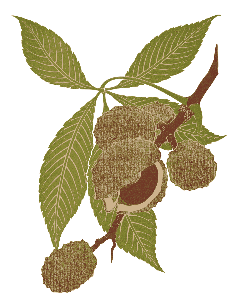 Chestnut PNG Clipart