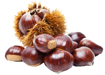 Chestnut PNG Pic
