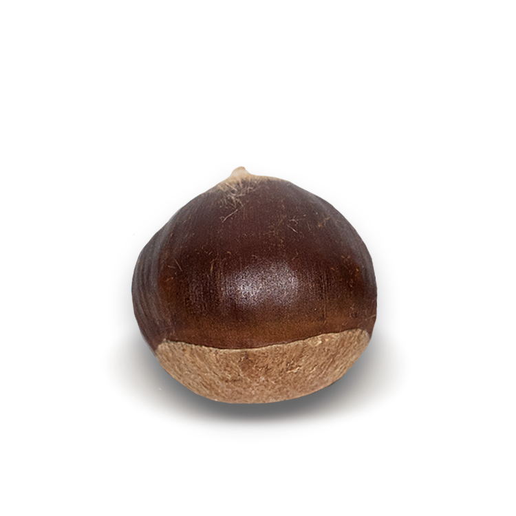 Chestnut PNG Picture