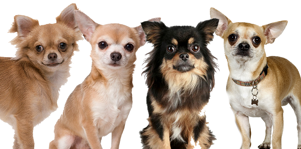 Chihuahua PNG Background