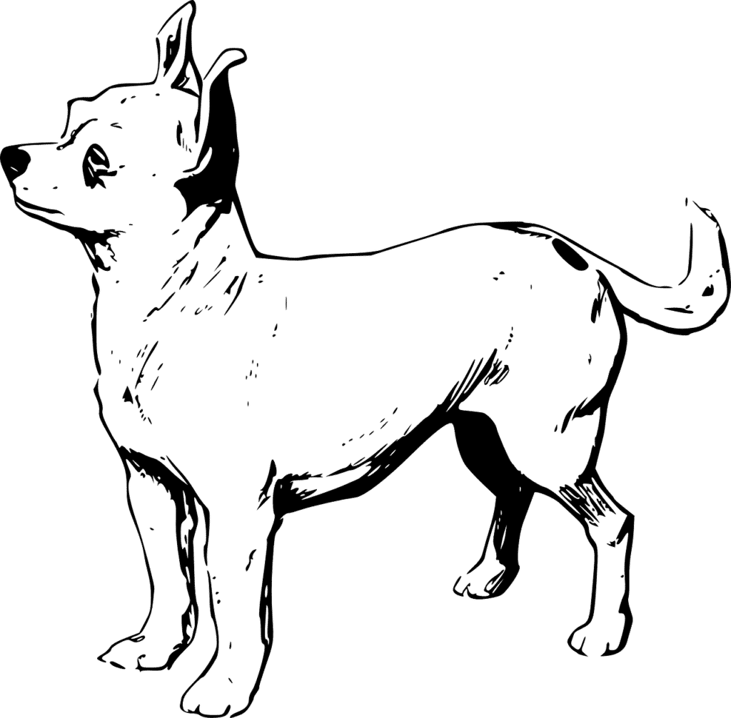 Chihuahua PNG Picture