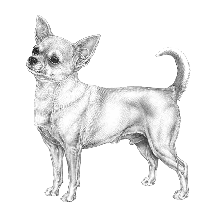 Chihuahua Transparent