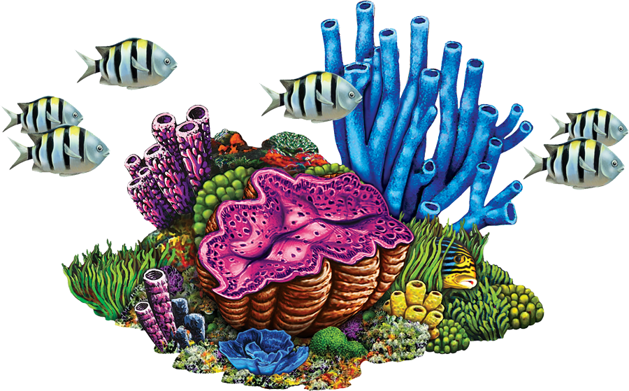 Coral Reef PNG Photos
