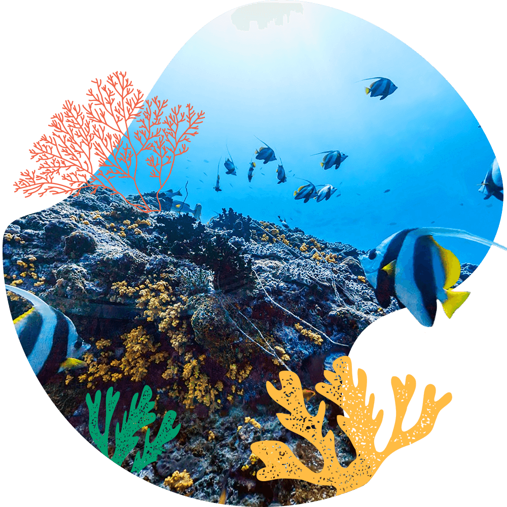 Coral Reef Transparent