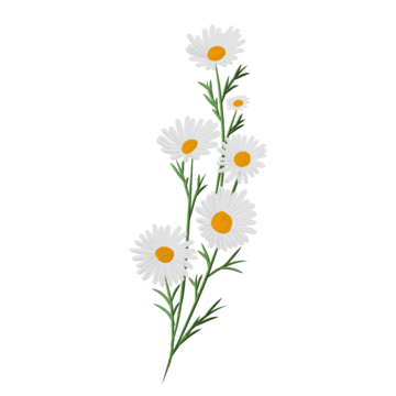 Daisies PNG Clipart
