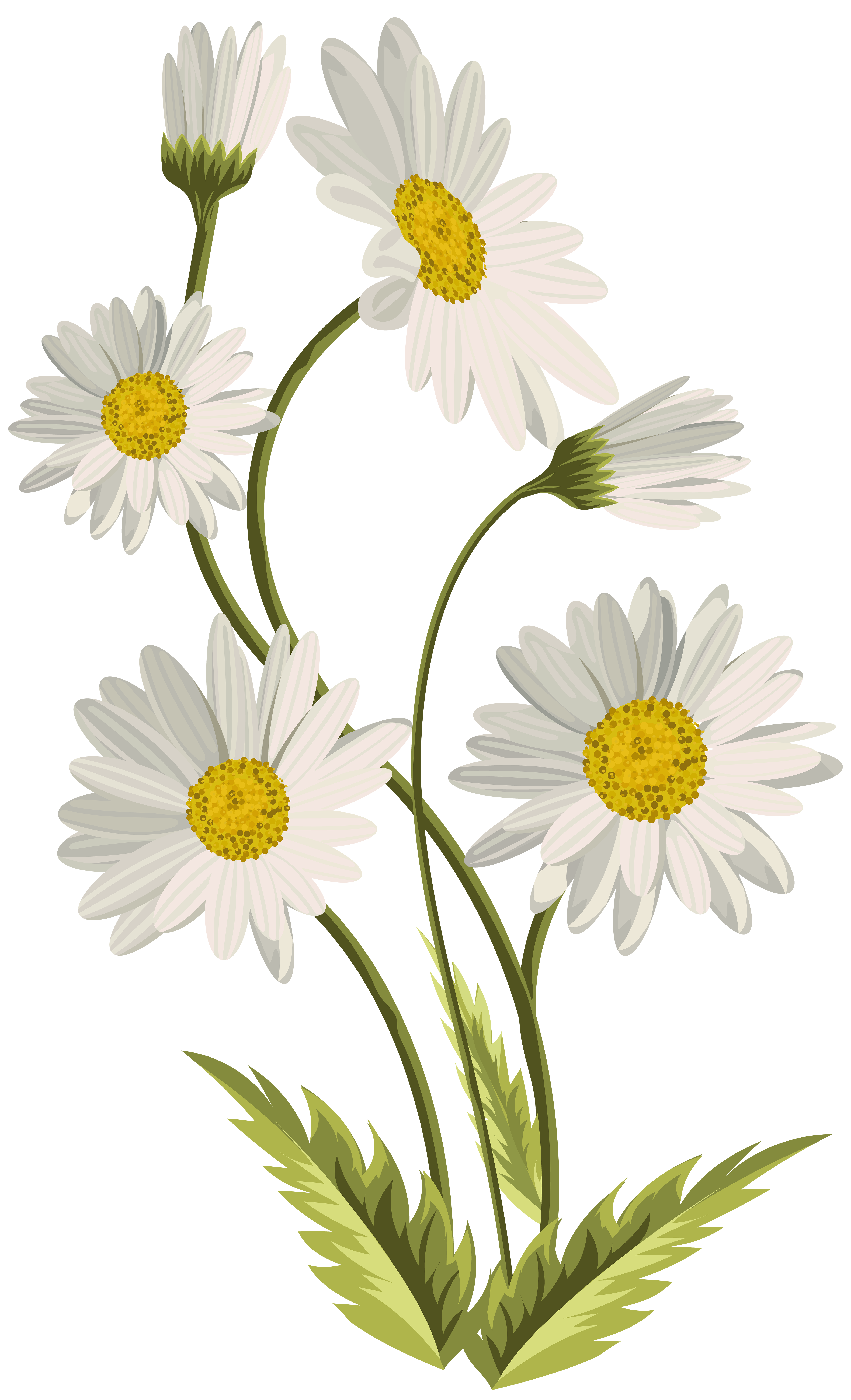 Daisies PNG File