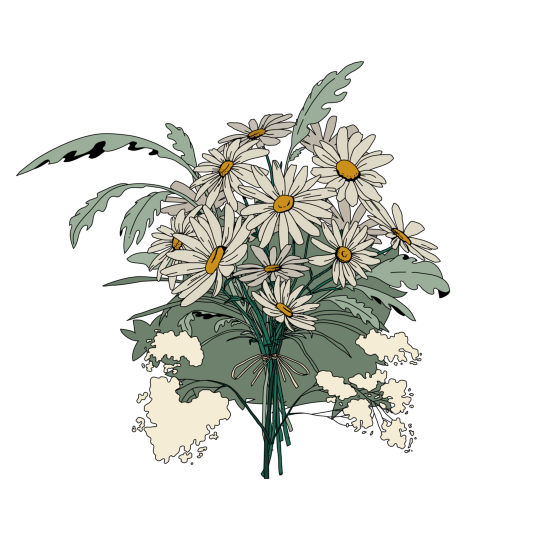 Daisies PNG Images HD