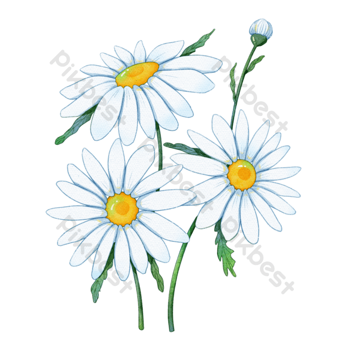 Daisy Flower Background PNG