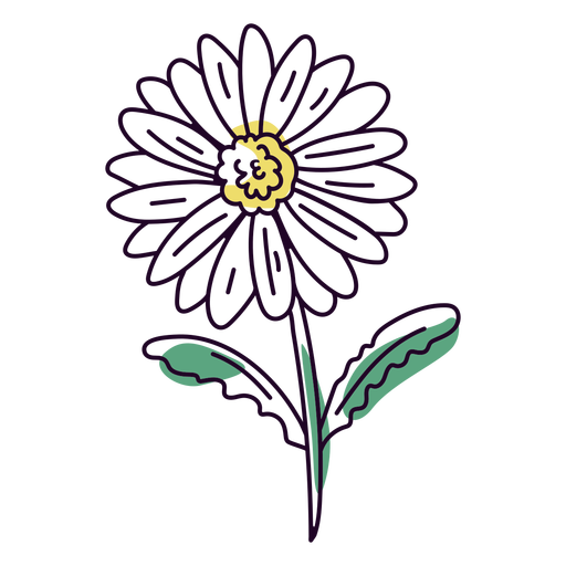Daisy Flower PNG Background