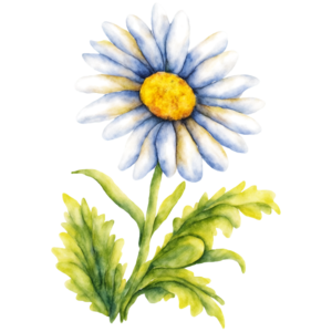 Daisy Flower PNG Clipart
