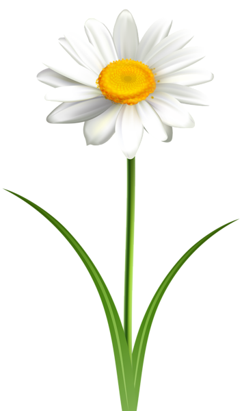 Daisy Flower PNG Cutout