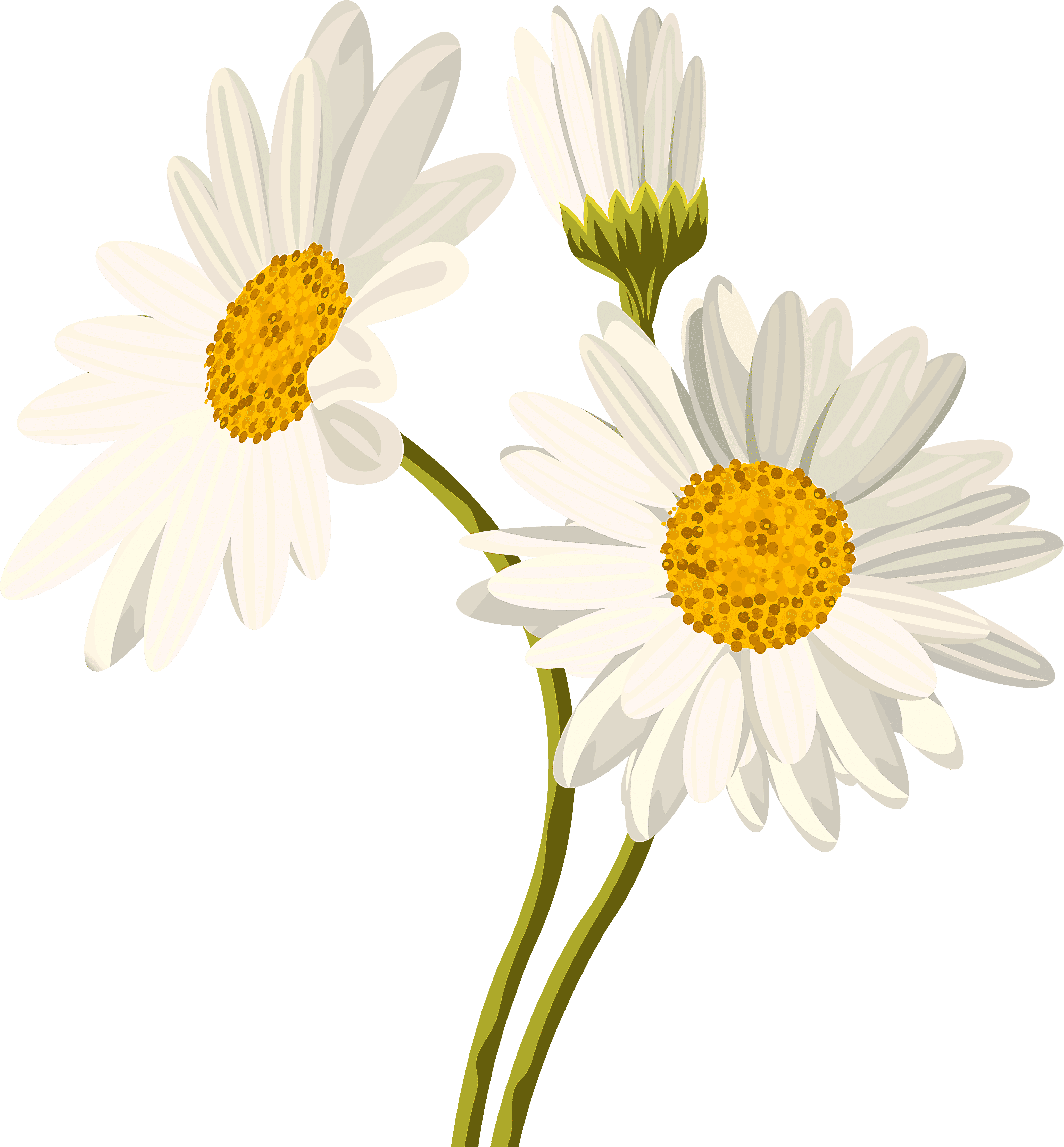 Daisy Flower PNG File