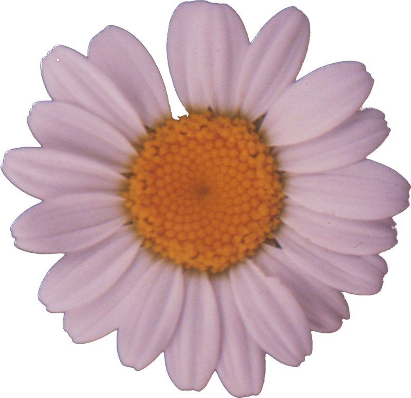 Daisy Flower PNG HD Image