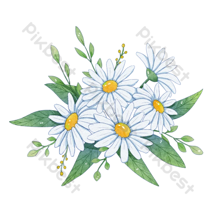 Daisy Flower PNG Image File