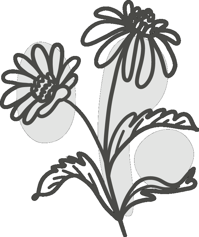 Daisy Flower PNG Image HD