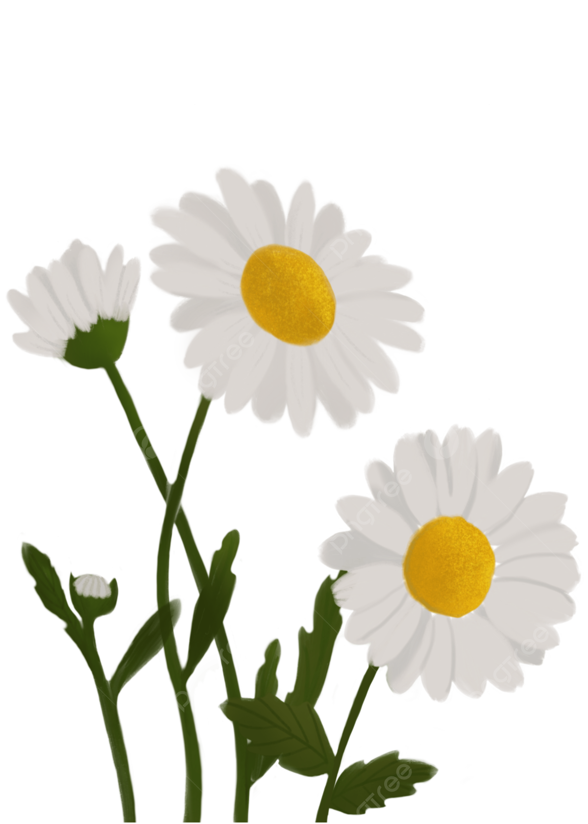 Daisy Flower PNG Images