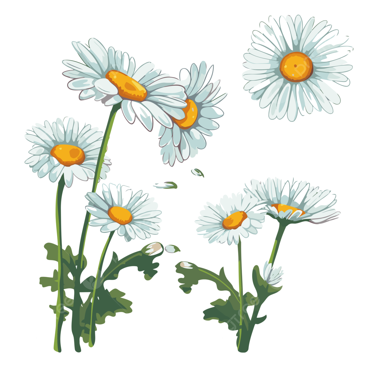 Daisy Flower PNG Photo