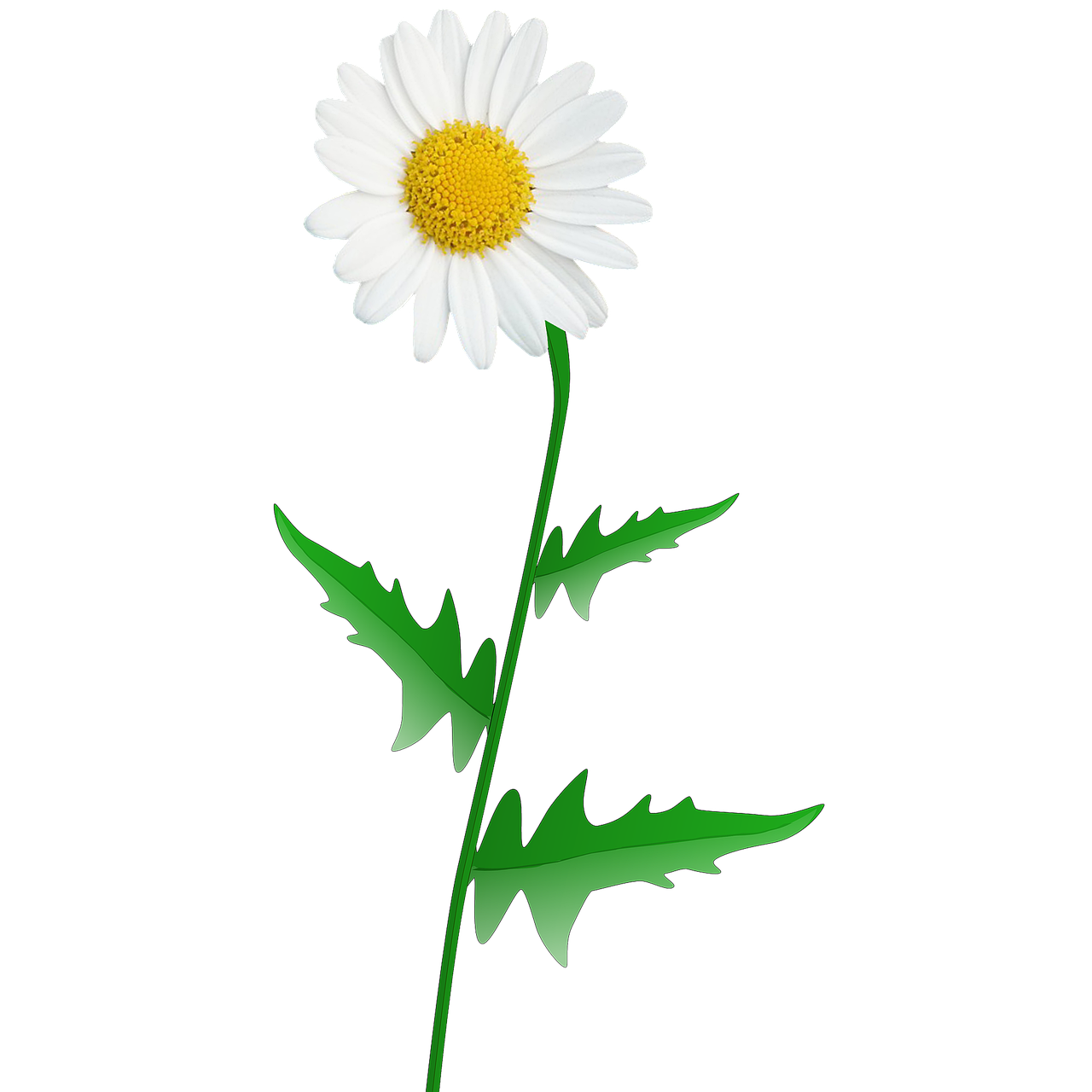 Daisy Flower PNG Picture