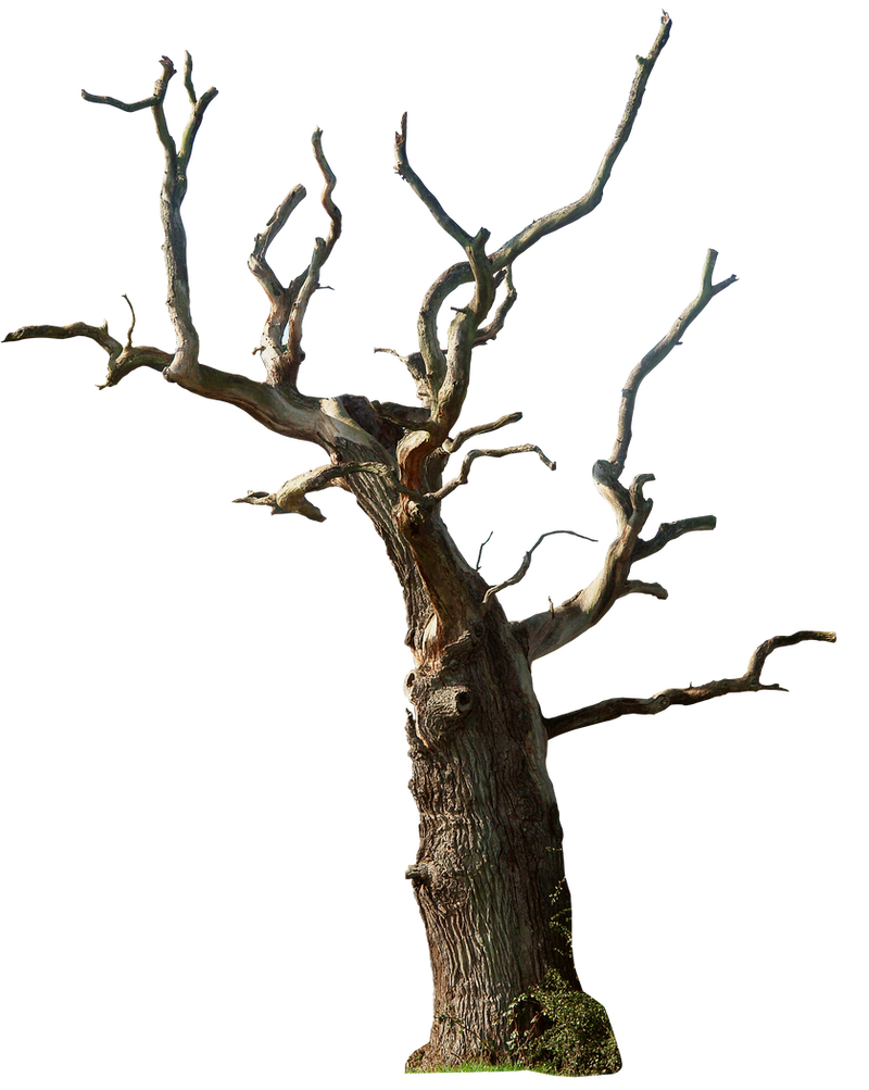 Dead Tree PNG Photo