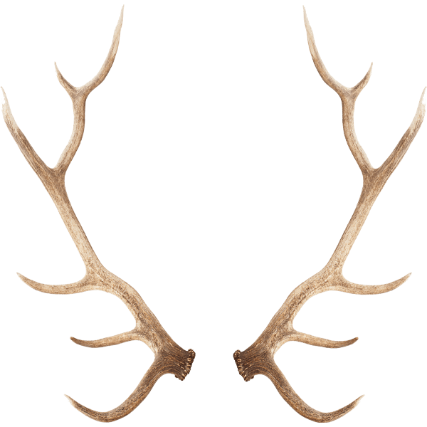 Deer Antlers No Background