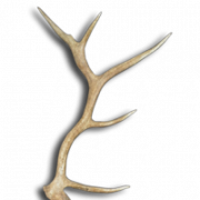 Deer Antlers PNG