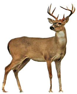 Deer Antlers PNG Images