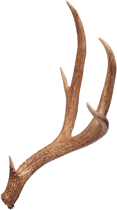 Deer Antlers Transparent