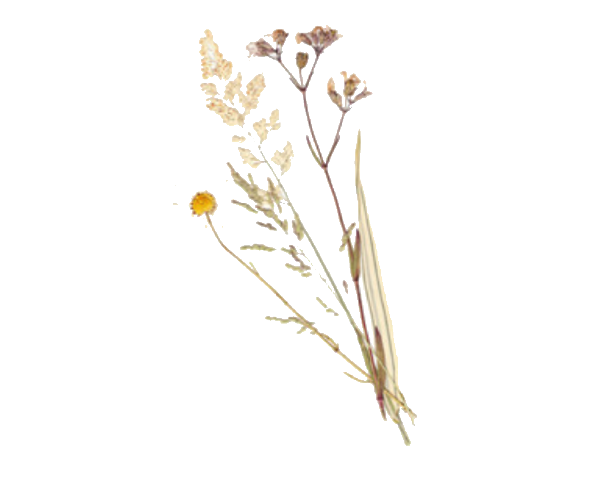 Dry Flower PNG HD Image