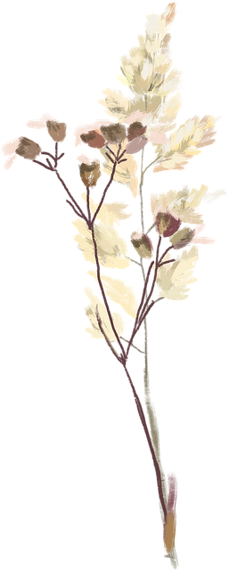 Dry Flower PNG Pic