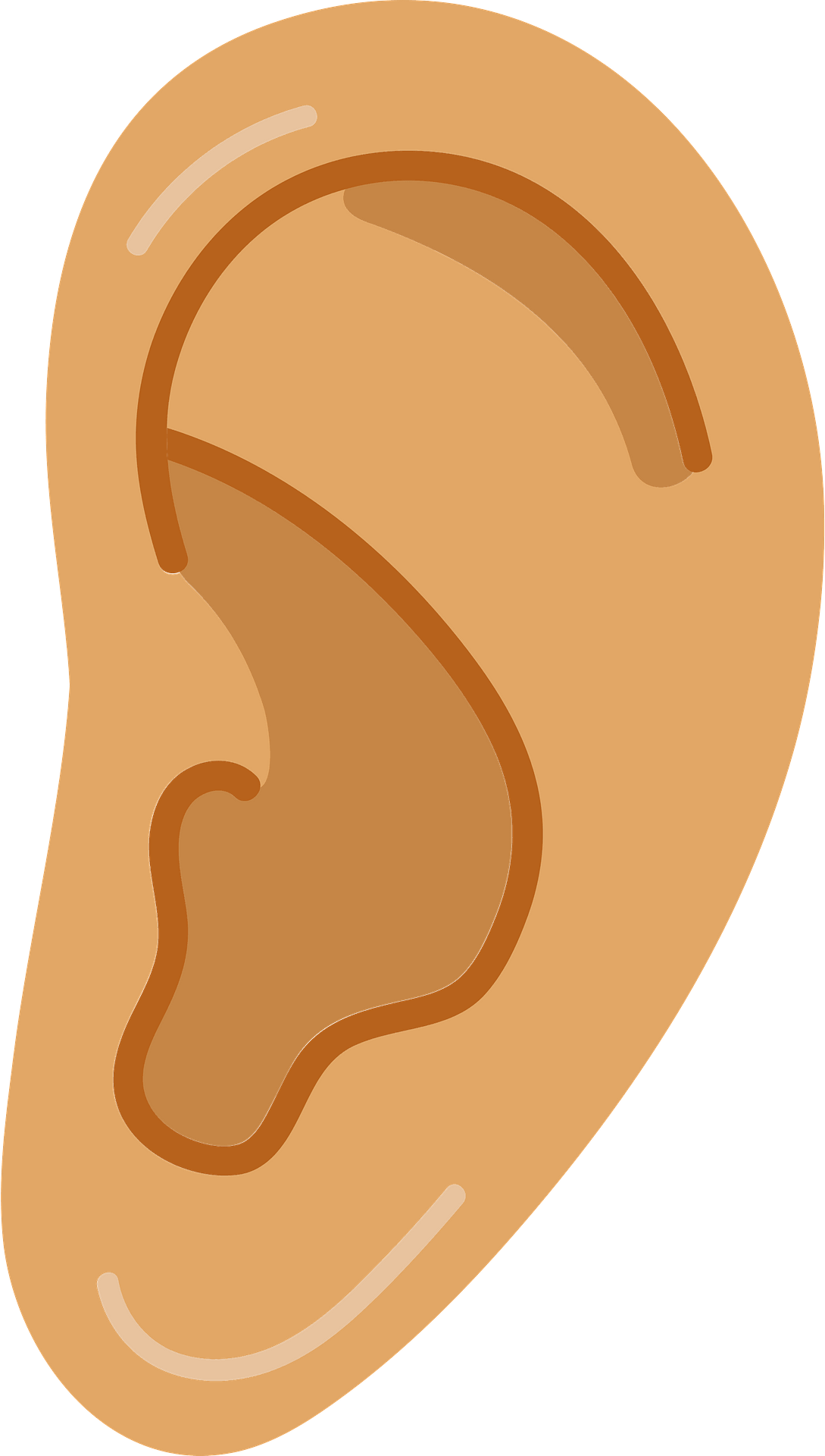 Ears PNG Cutout