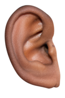Ears PNG File
