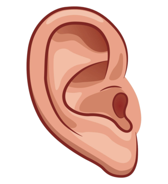 Ears PNG