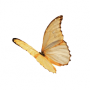 Encanto Butterfly PNG Image