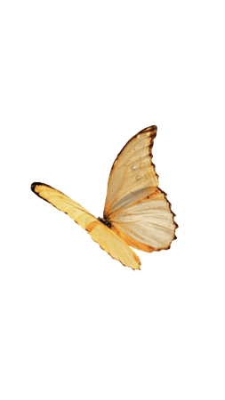 Encanto Butterfly PNG Image