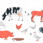 Farm Animals Transparent