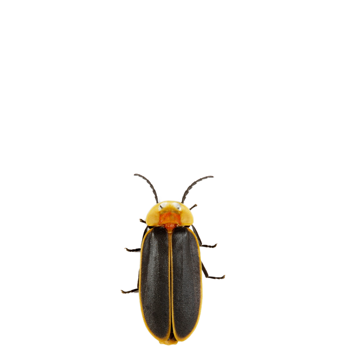 Fireflies PNG Image