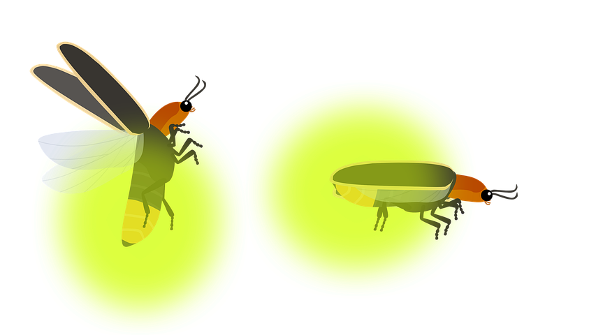 Fireflies PNG Images