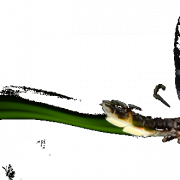 Fireflies PNG Photos
