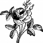 Flower Black And White PNG Clipart