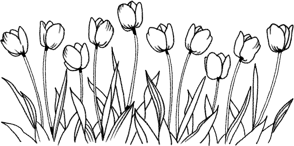 Flower Drawing PNG Free Image