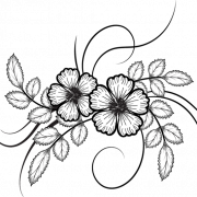 Flower Drawing PNG Images