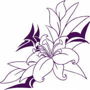 Flower Drawing PNG Images HD