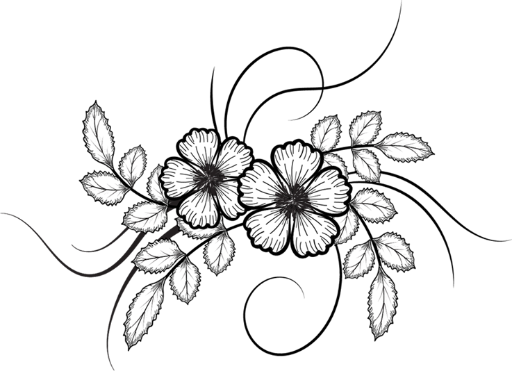 Flower Drawing PNG Images
