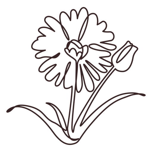 Flower Drawing PNG Photos