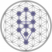 Flower Of Life PNG Pic