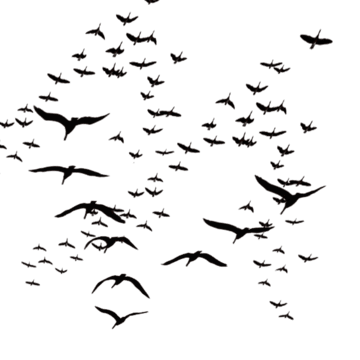 Flying Birds PNG Cutout
