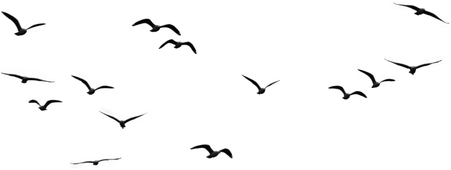 Flying Birds PNG Free Image