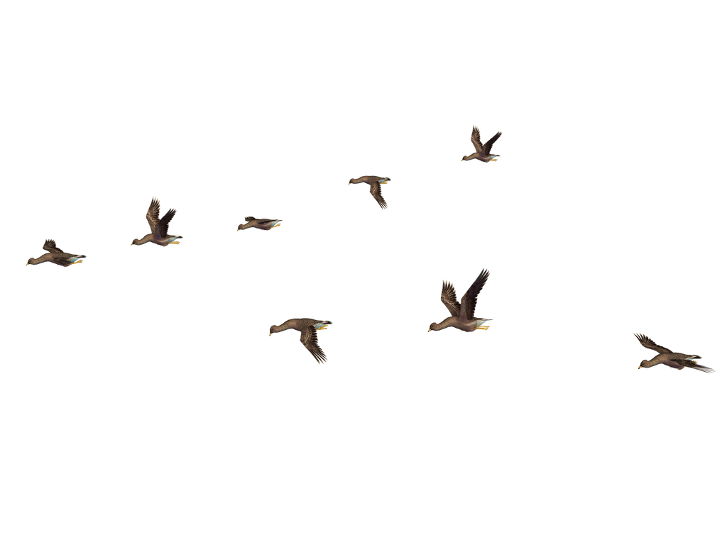 Flying Birds PNG HD Image