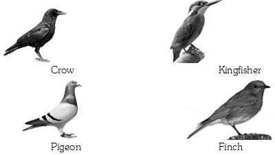 Flying Birds PNG Image File