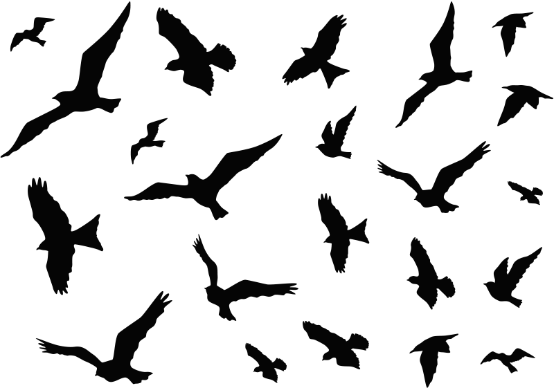 Flying Birds PNG Images